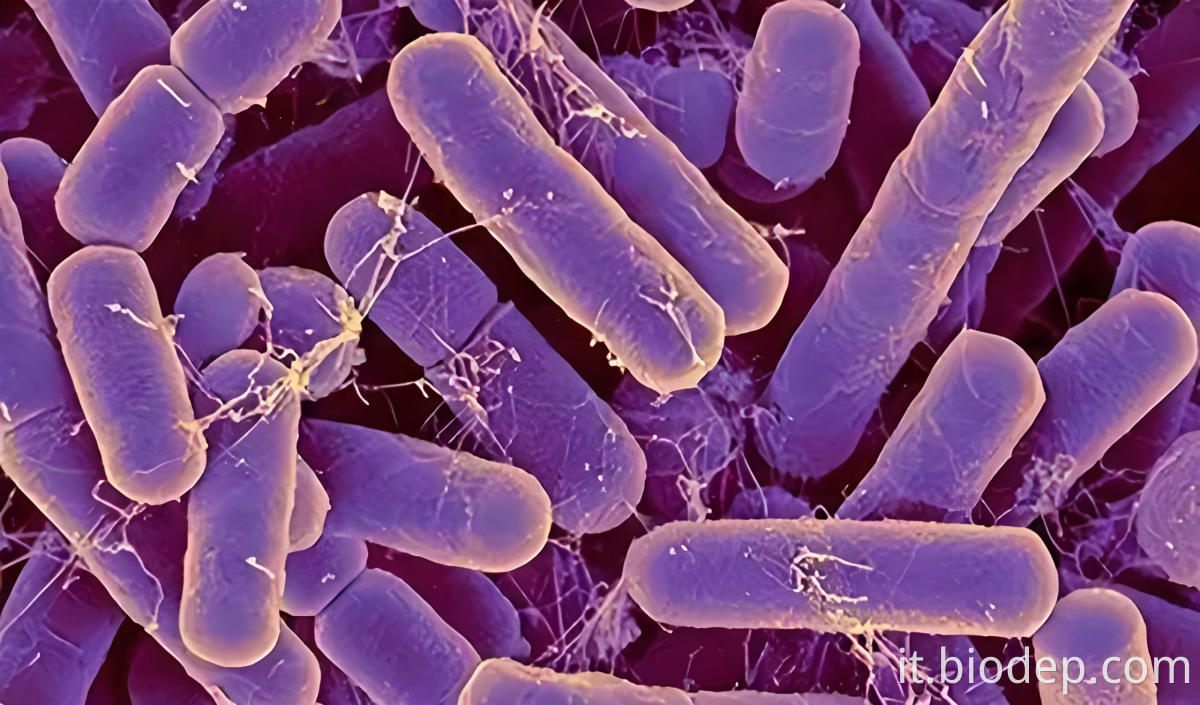 lactobacillus buchneri6